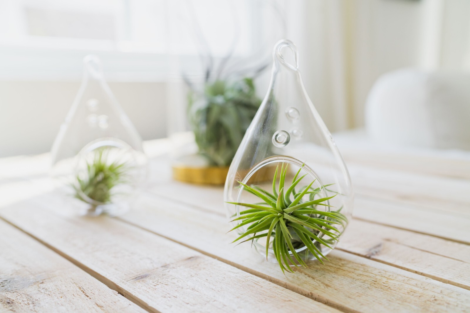 Rare Tectorum Ecuador Air Plants – Bright White – Sale Packs