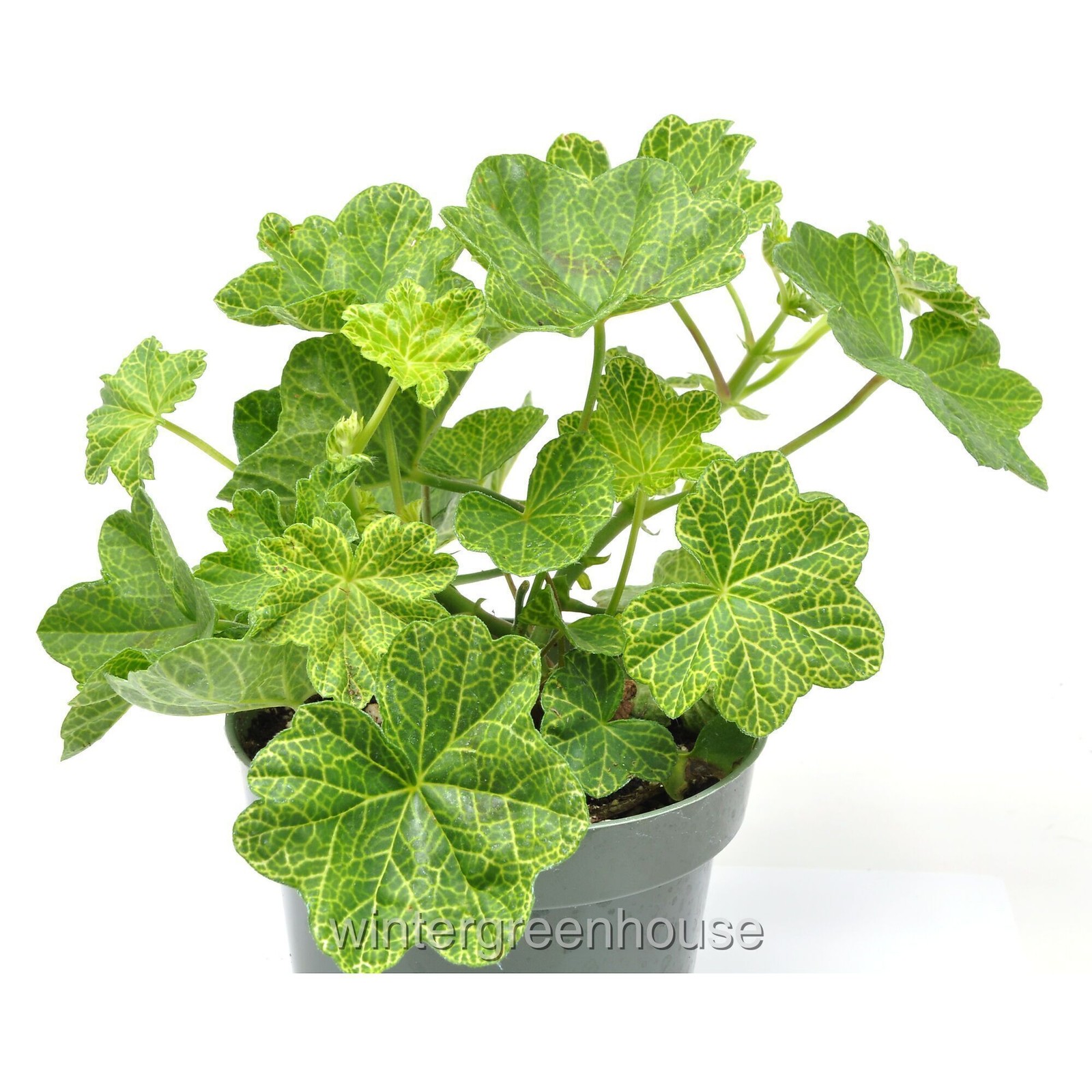 Pelargonium peltatum, Crocodile, Ivy Leaved Geranium, Container Size: 4.5″