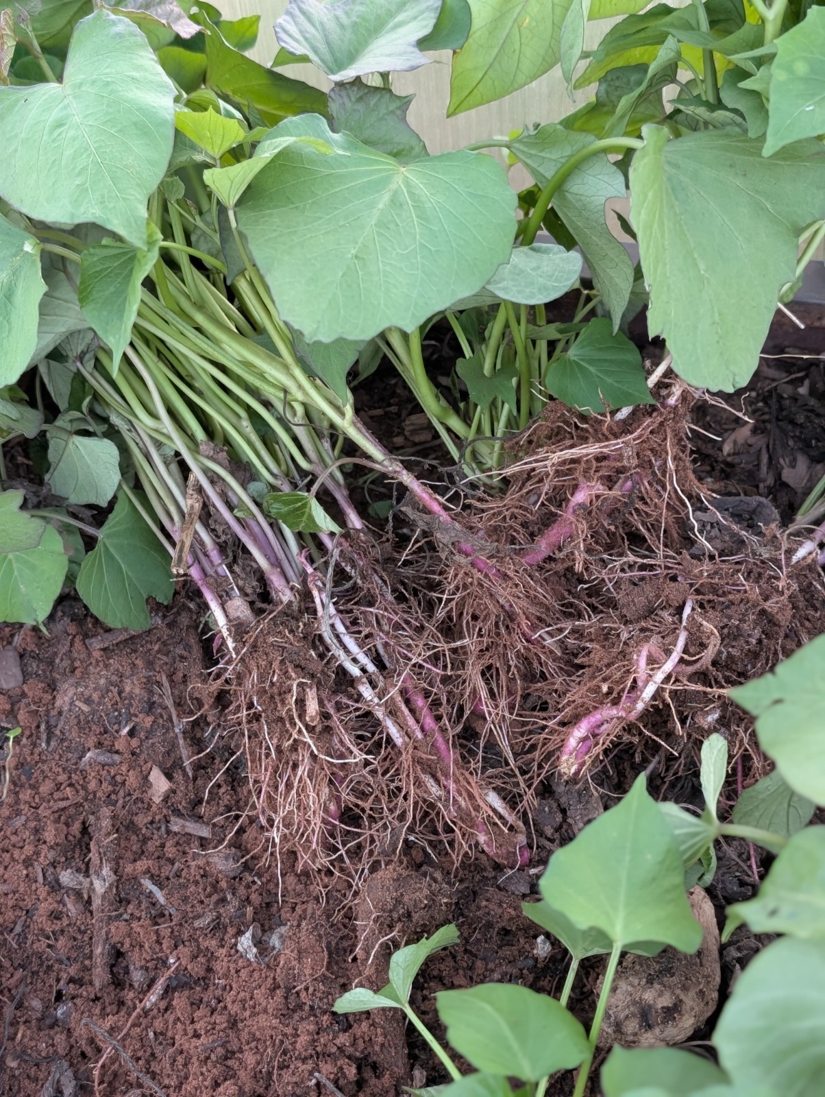 Japanese Sweet Potato Slips Rooted From Soil Reddish-pink Skin Yellow Flesh