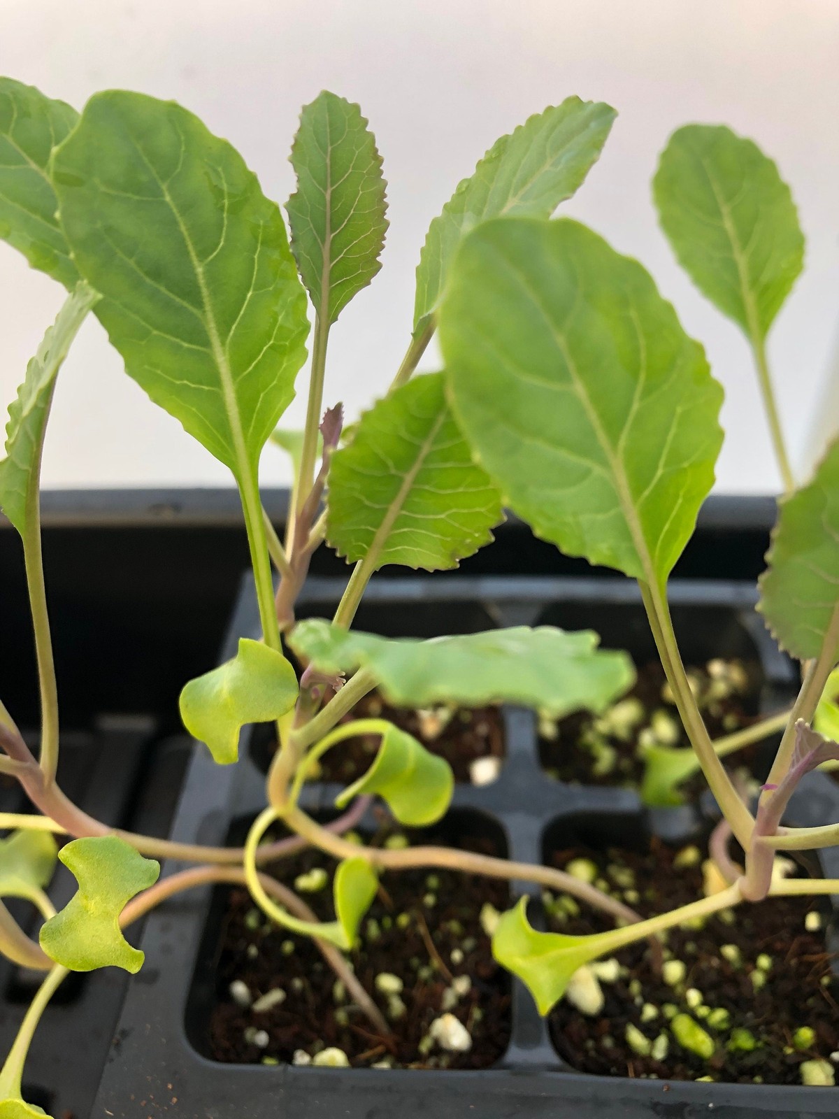 Cauliflower Live Plant – Seedlings/Plugs and Plants – 3″- 12″ tall – 30-60+ days