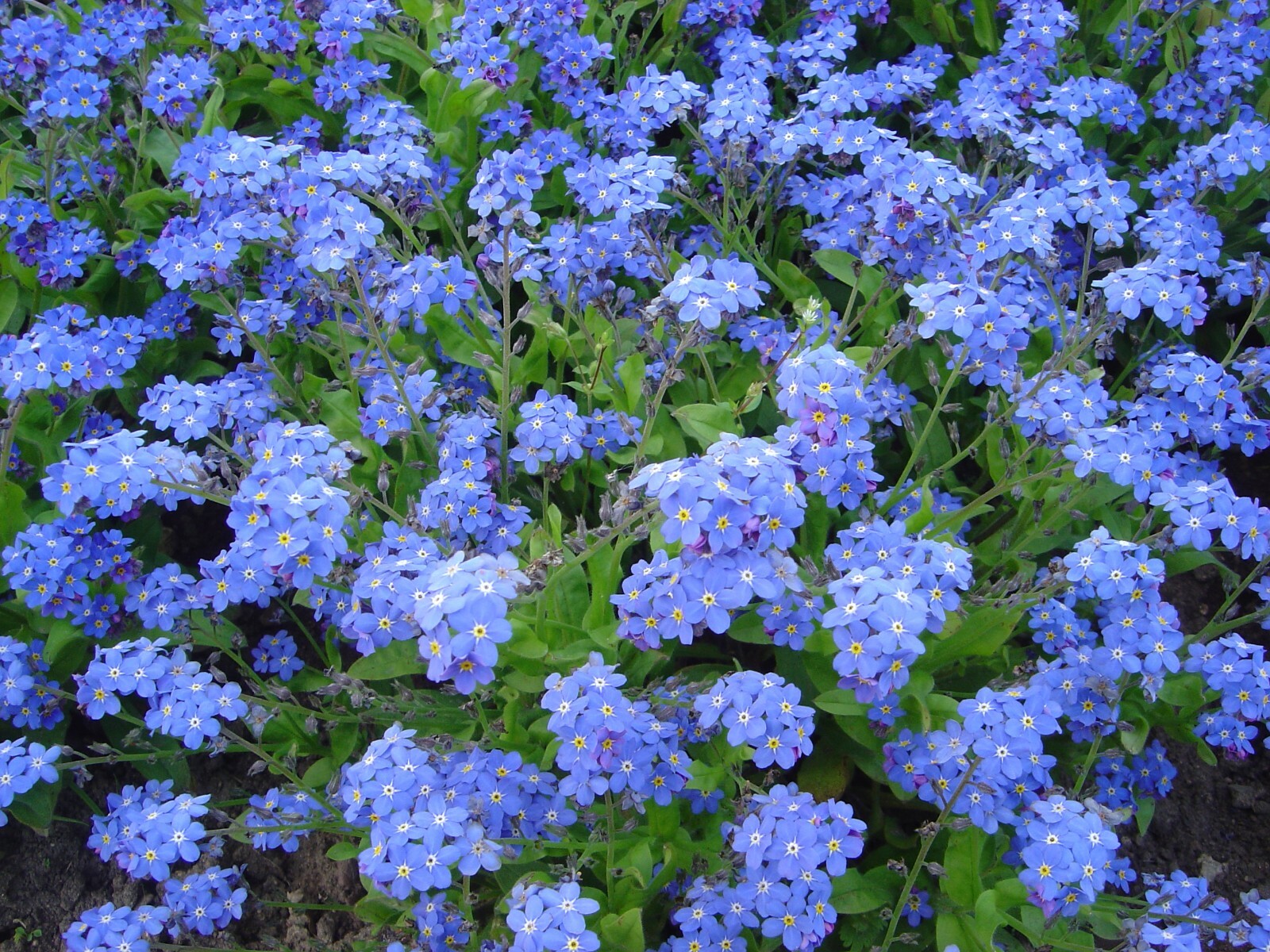 400+FORGET ME NOT Seed Woodland Wildflower Blue Blooms Spring Summer F.Sun/Shade