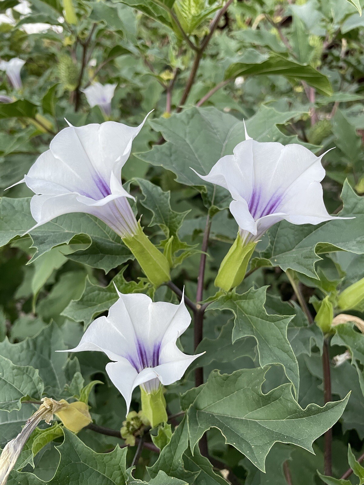 50+ Datura Stramonium (seeds)-Thorn apple, Jimsonweed,Devil’s Trumpet,Fragrant