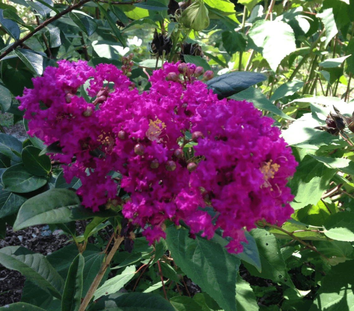 Miss Sandra Crape Myrtle: Stunning Purple Blooms and Year-Round Interest