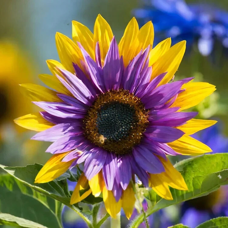 50 PCS Purple Heart Sunflower Seeds