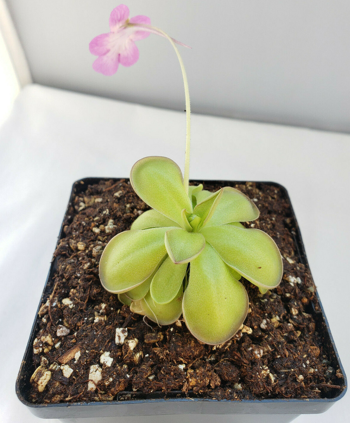 Pinguicula hemiepiphytica x cyclosecta – Carnivorous Plant – Butterworts