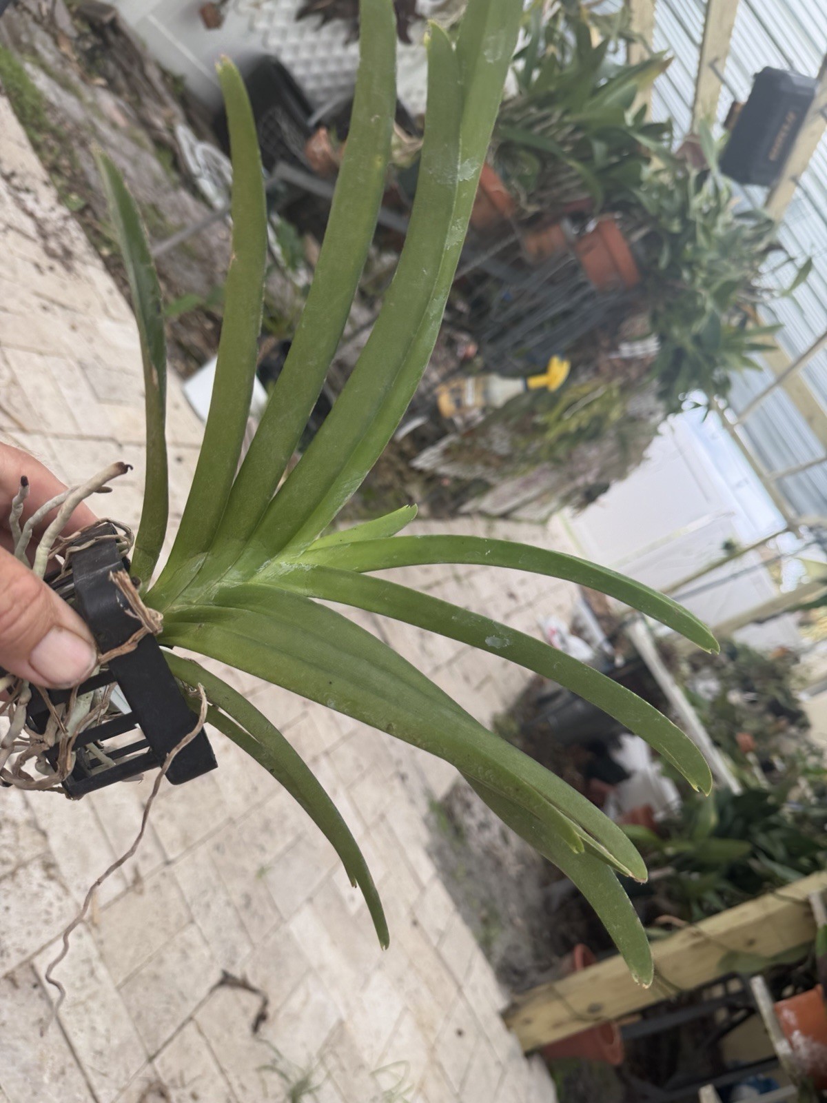 Vanda Fred’s Choice 4” Basket Orchid Plant