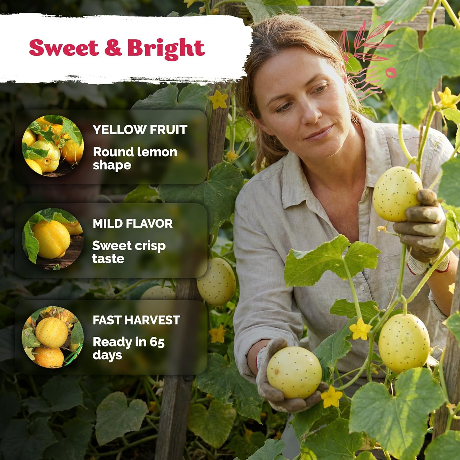 75 Lemon Cucumber Seeds (Cucumis Sativus) – Yellow Garden Lemon Seed Packets, Mi