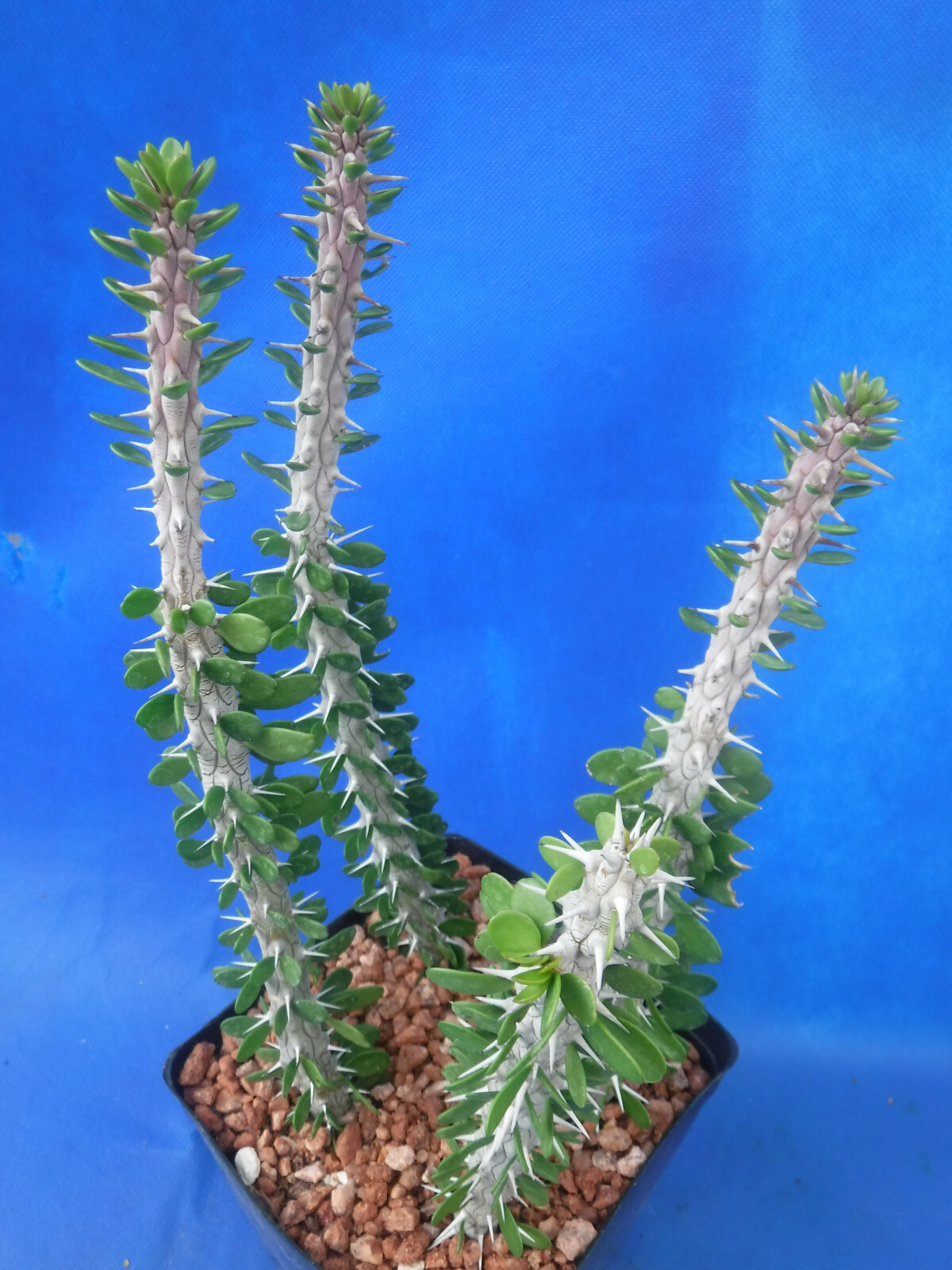 Alluaudia procera FOUR (4) Rooted Plants in 6″ Pot 8″-12″ Tall African Ocotillo