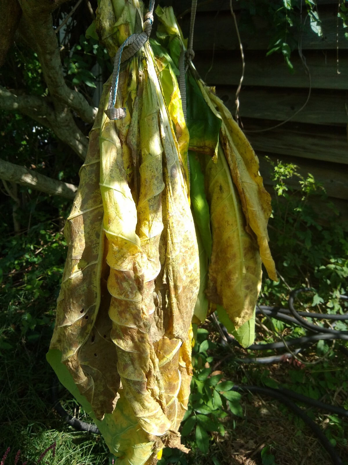 Tobacco Seed 1000 Harvest Gold (Nicotiana Tabacum) 2022 Free Shipping
