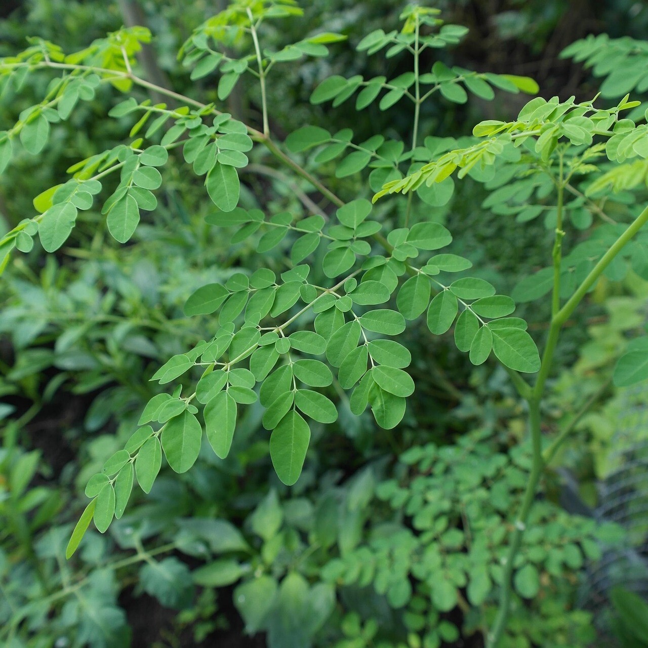 25 Organic Moringa Oleifera Seeds Non-GMO for planting or food