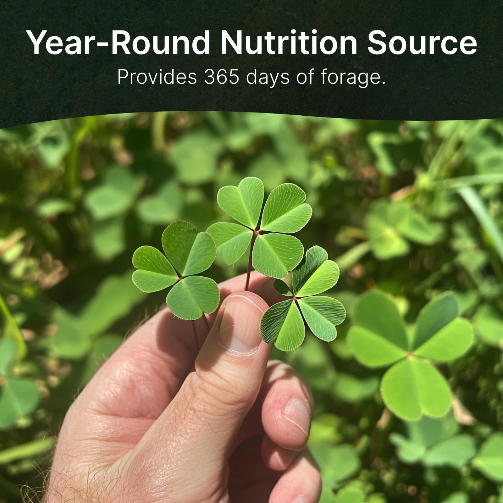Triple Threat Clover Seeds for Deer – Perennial Food Plot Seed Mix – 3 lbs for Y