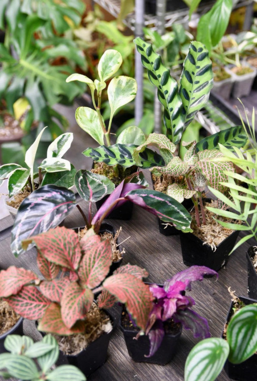 Pet Friendly Houseplant Bundle