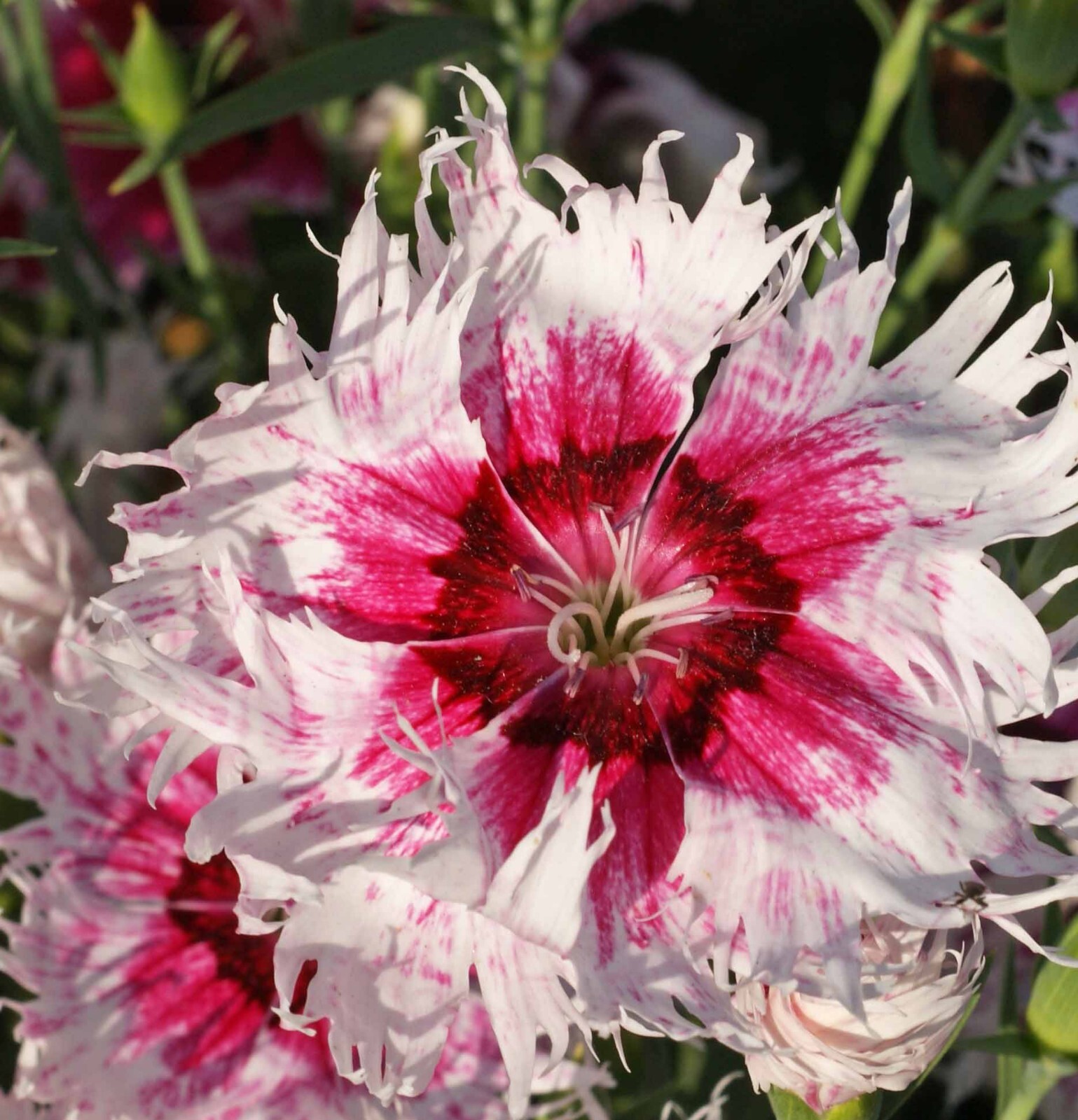 Sweet William Dianthus LARGE FLOWERED MIX Fragrant Blooms USA Non-GMO 200 Seeds!