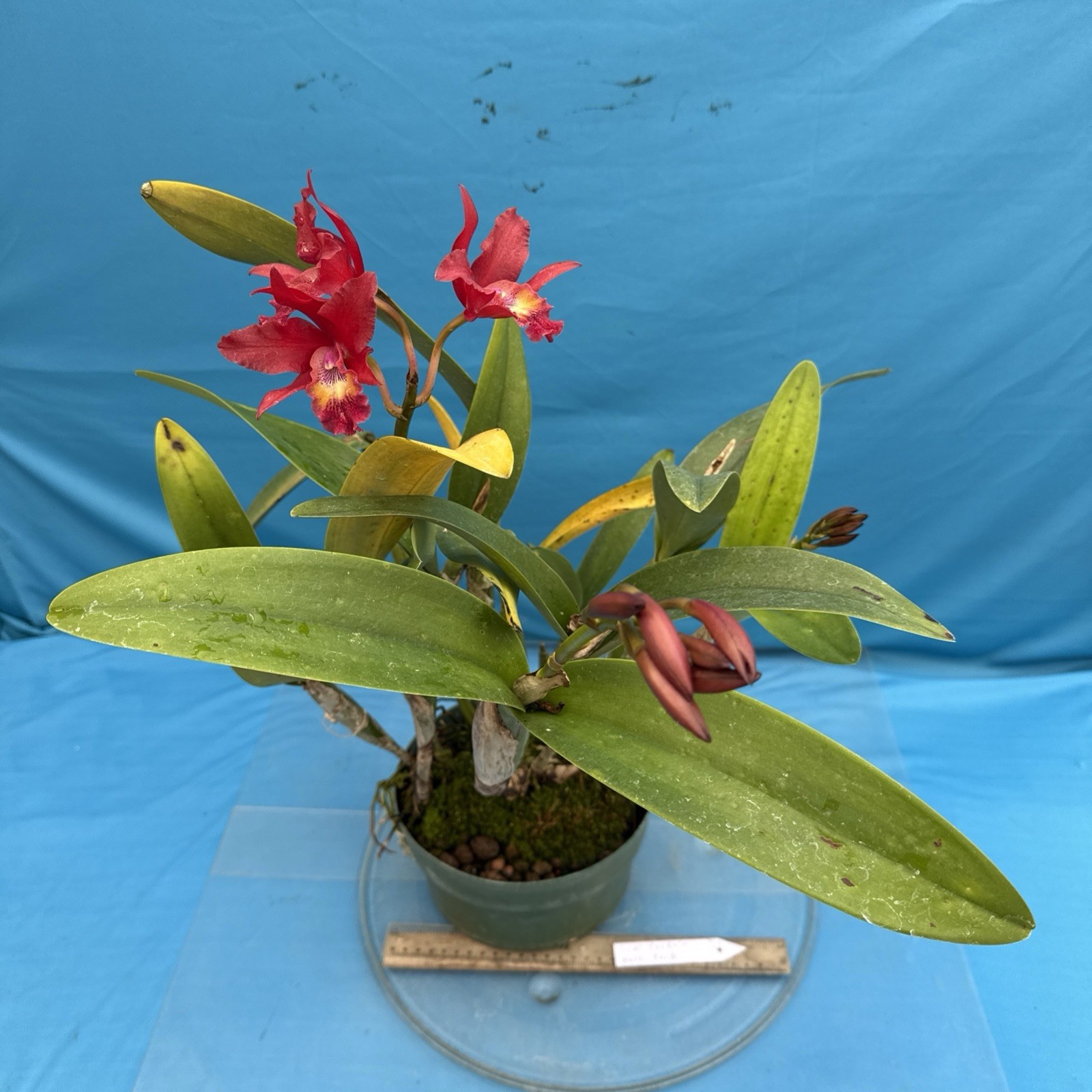 Cattleya Lcn Pauka’a Earl Reid Fragrant Blooming Red Orange Purple Orchid 9” Pot