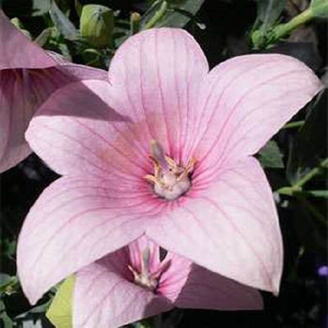 Balloon Flower Seeds Rose 100 Seeds FLOWER SEEDS