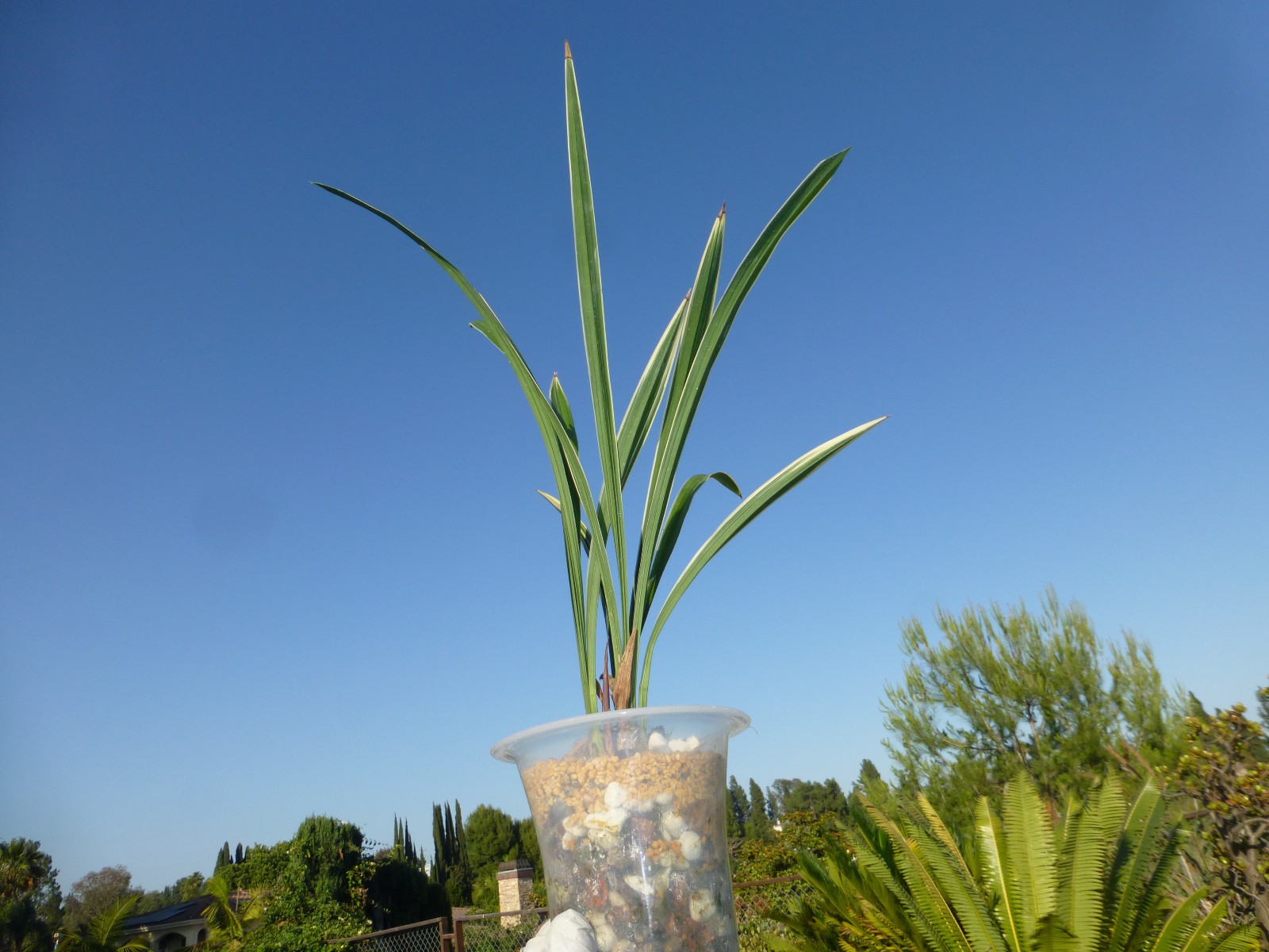 Cymbidium ensifolium “Golden Rainbow” 建兰 ‘黄金彩虹’ Highly Fragrant In Pot