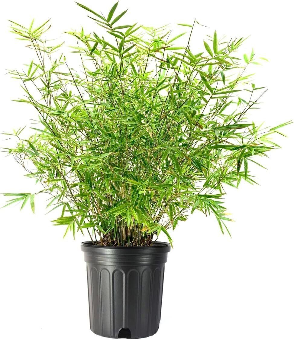 Golden Goddess Hedge Bamboo Plant | Extra Large 3 Gallon Plants | Bambusa…