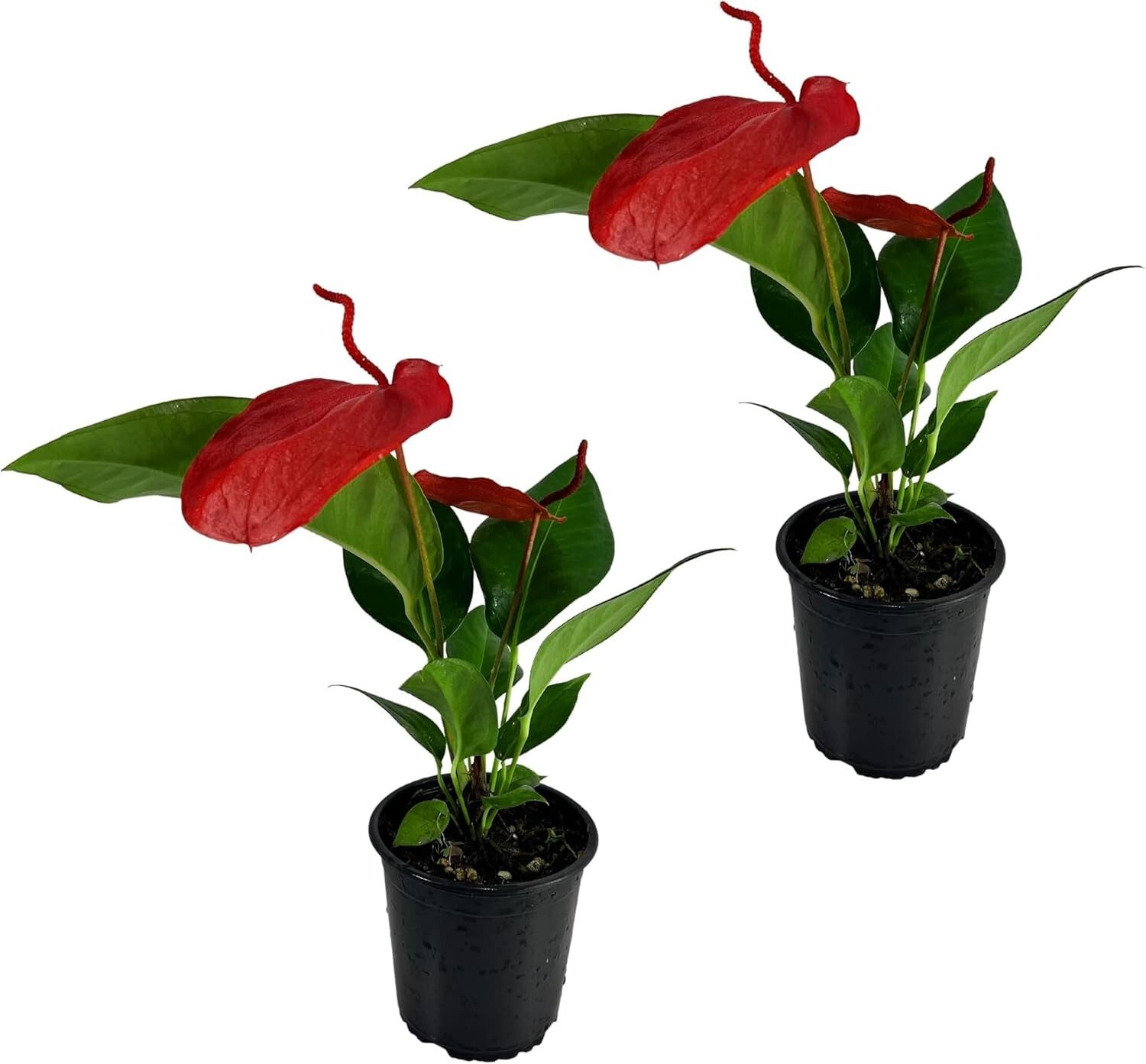 Anthurium Scherzerianum Dark Pink by LEAL PLANTS ECUADOR| Green Live House Plant