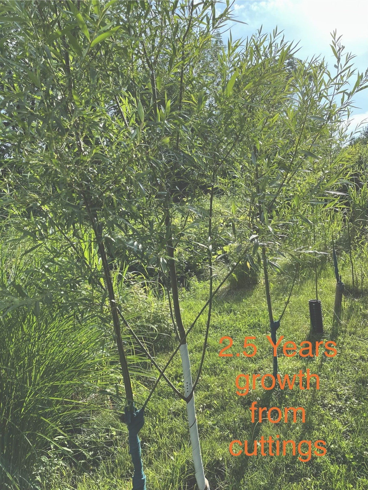 20 Austree Hybrid Willow Tree Cuttings Freshly Harvested After Order is Placed