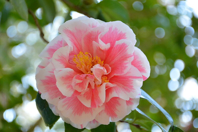 **HERME PINK**Bicolor Bloom** Camellia Japonica-Live Starter Plant -USA Seller-