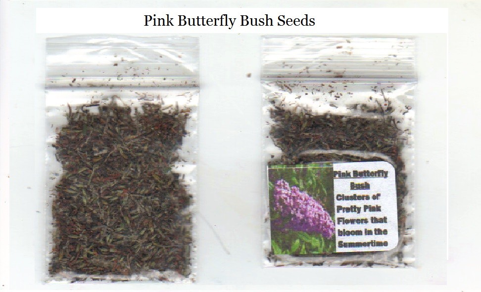 PINK DELIGHT BUTTERFLY BUSH 100 seeds USA Seller