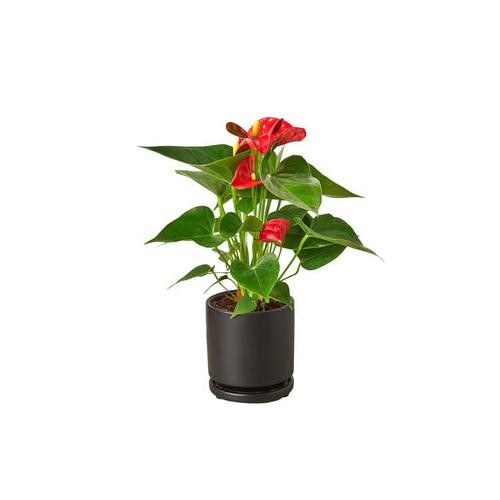Anthurium Red • Flamingo Flower • Glossy Red Spathes • 6″ Pot