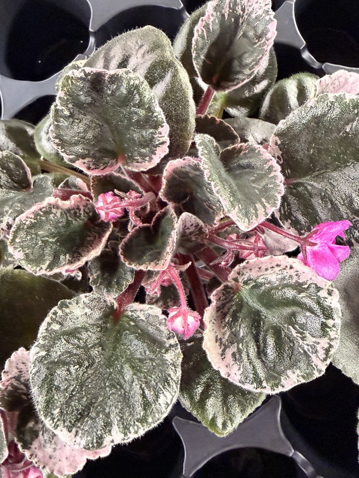 African Violet Plant Ma’s Jamaica Farewell Starter Plant Standard