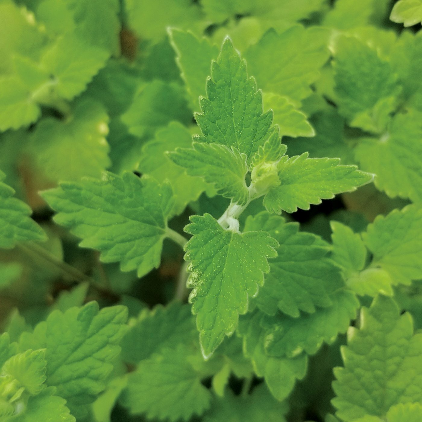 250+ Catnip Seed, Heirloom NON-GMO Fresh Seeds for Your Garden and Fur Babies