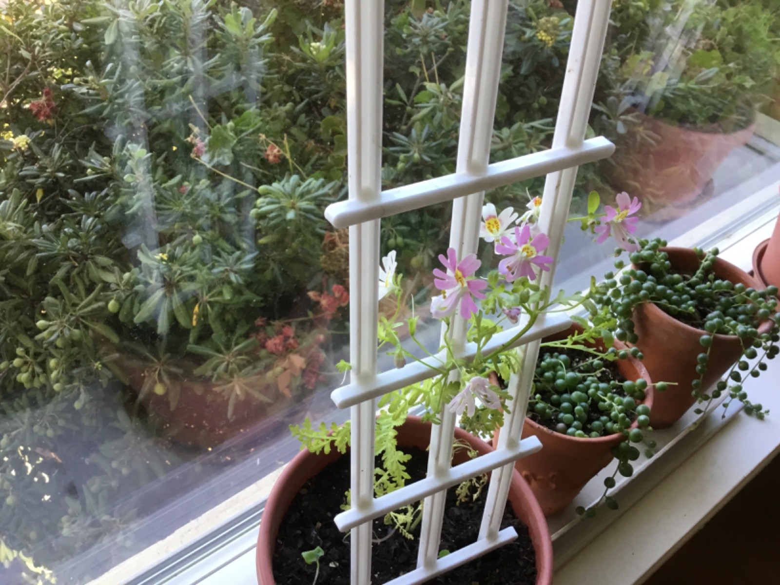 Poor Man’s Orchid seeds for pots indoors all year 50