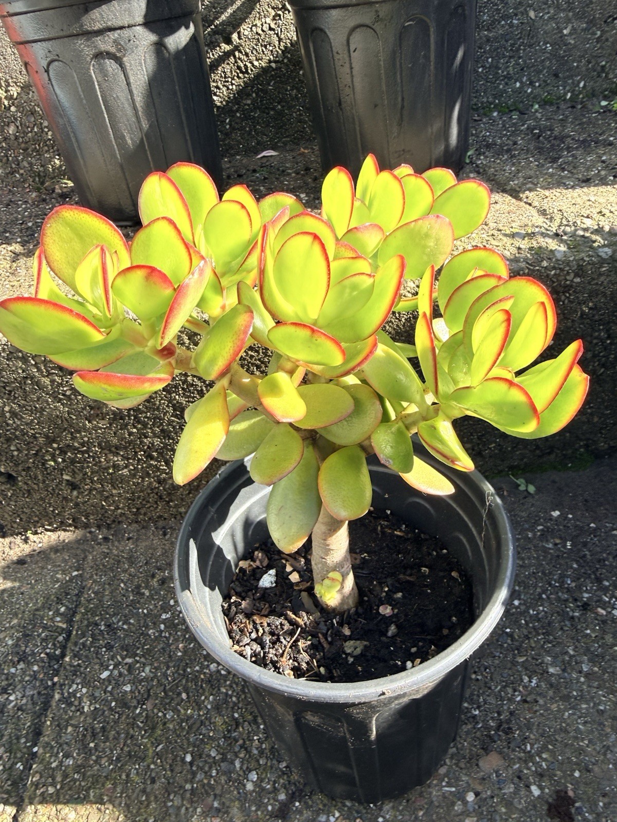 LARGE 1+ FOOT Rooted Jade / Money Plant Live Bonsai Tree Start