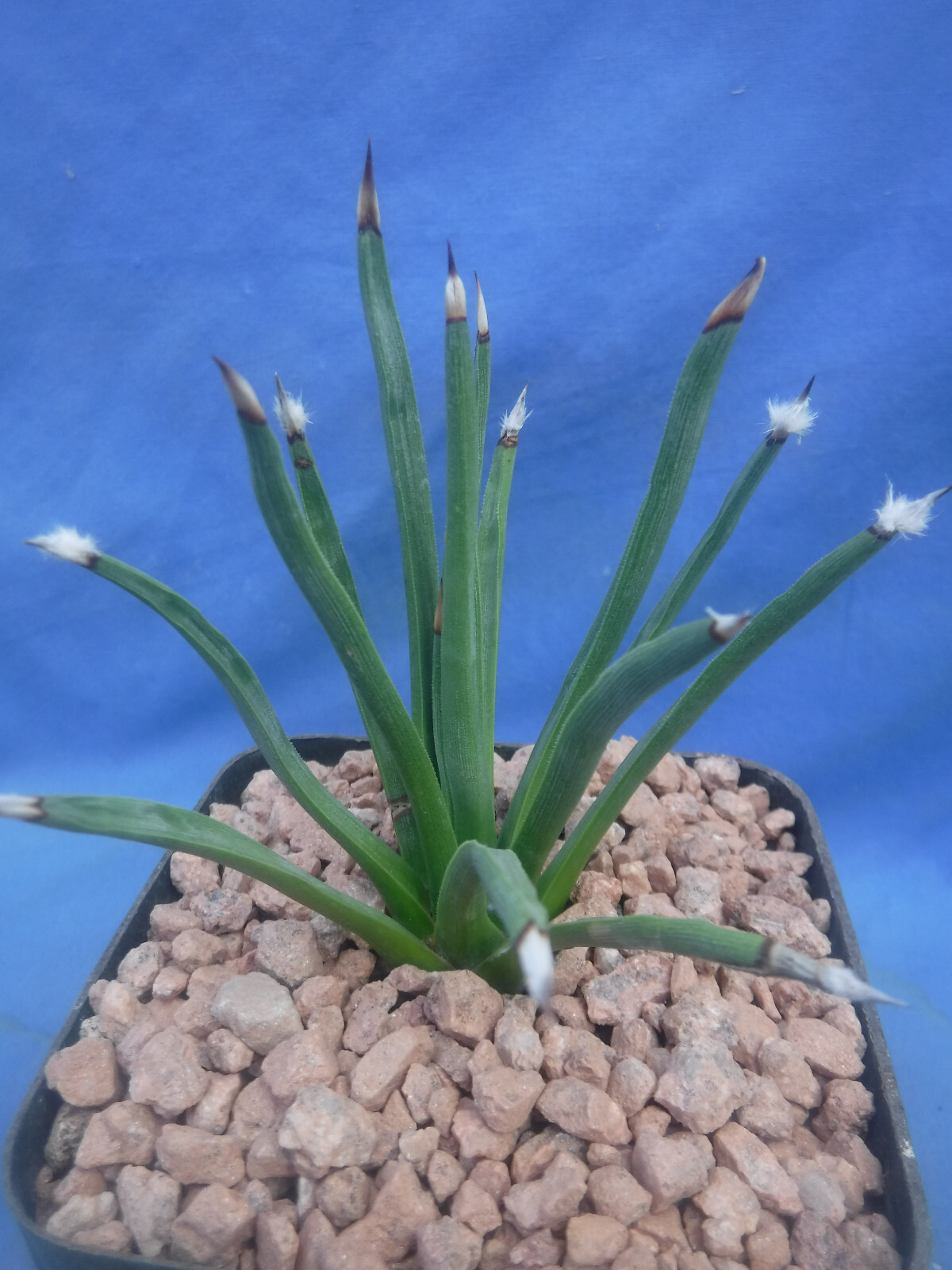 Agave albopilosa “Tufts” Plant VERY RARE Agave! 5+ Years Old! 4″ Wide NICE! B8