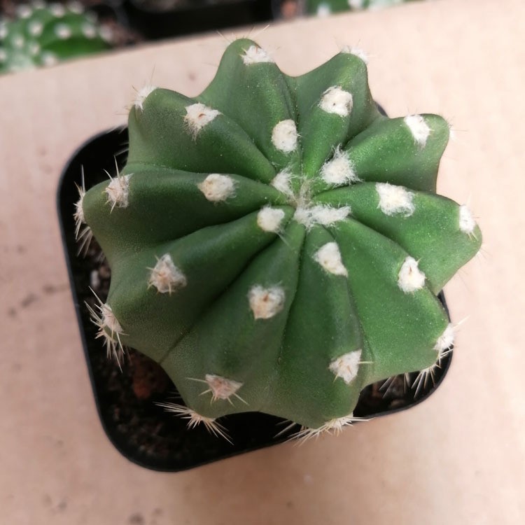 One of Special Beautiful SUCCULENT Cactus Red colour flower rooted plants