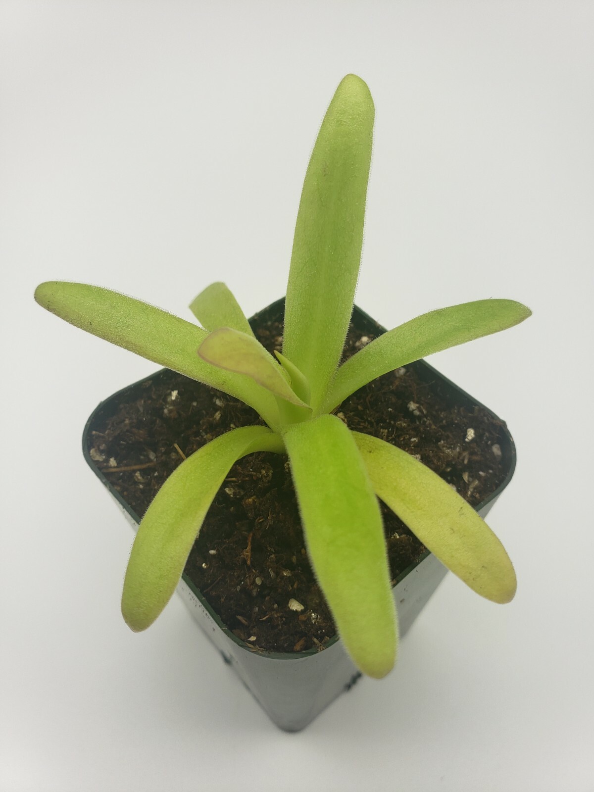Pinguicula agnata El Lobo x moctezumae- Carnivorous Plant – Butterworts