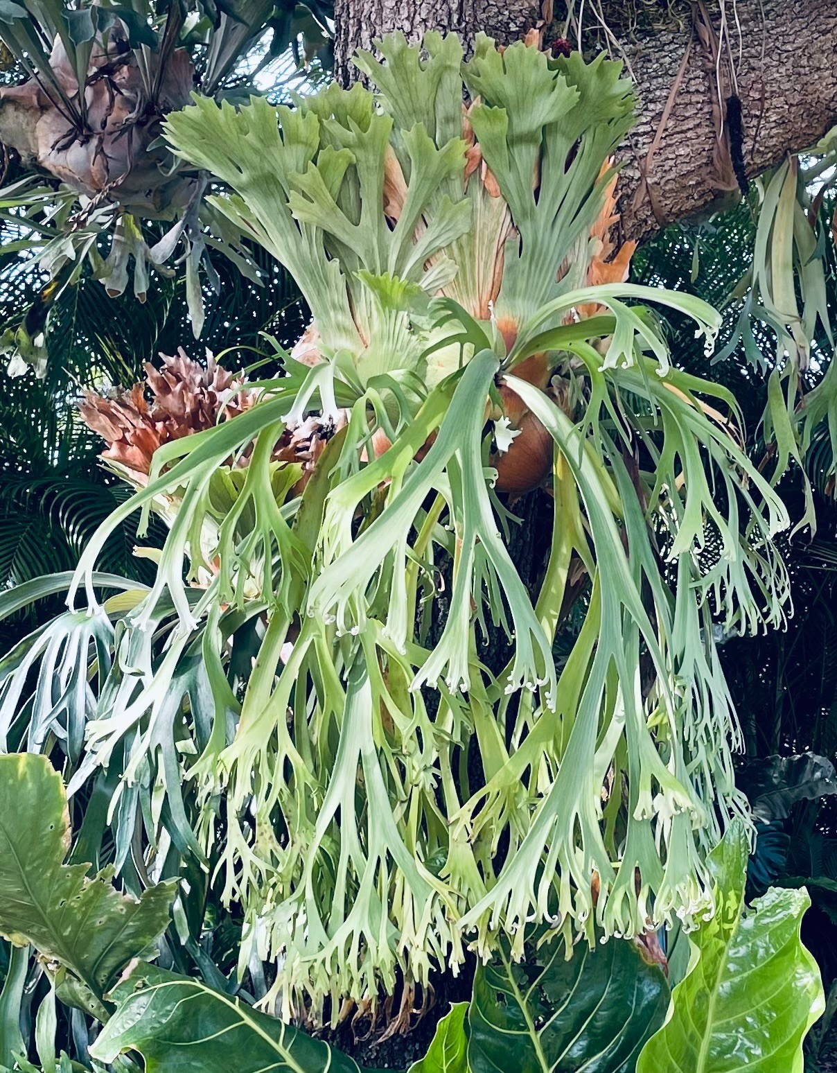 PLATYCERIUM ‘AMAZING’ – one of the BEST willinckiis ever! – cedar mounted