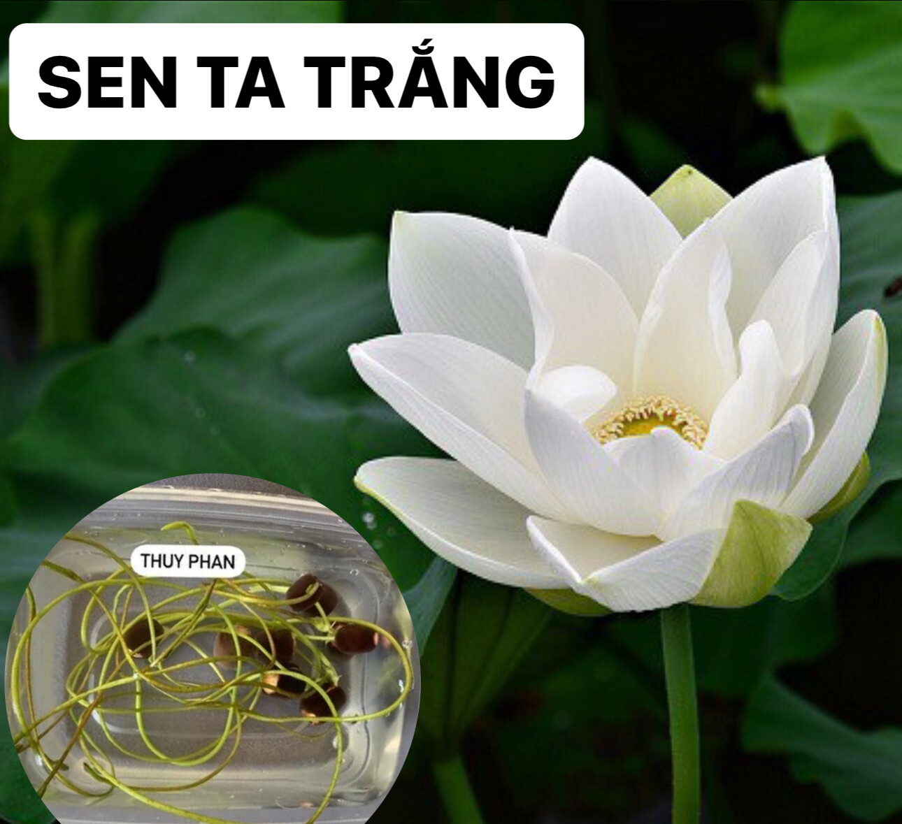 5 Lotus Seedings (Pink, Snow White, Royal, Guan Yin, Mini) – ready for potting