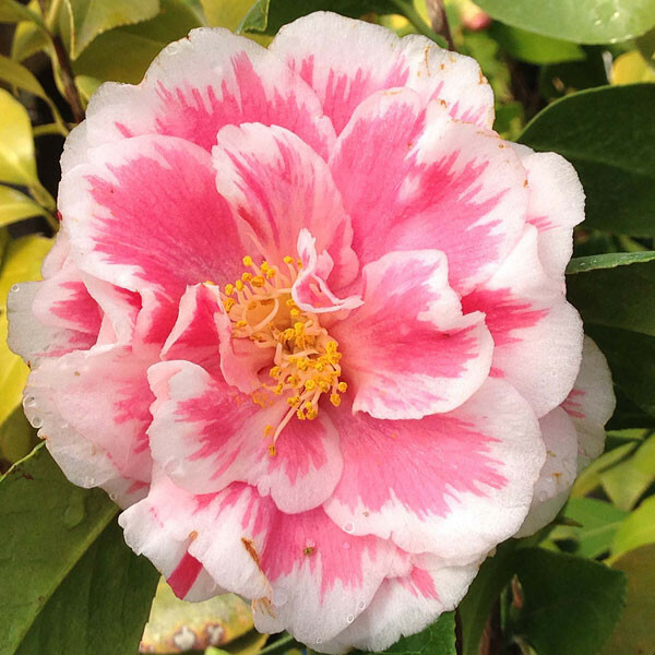**HERME PINK**Bicolor Bloom** Camellia Japonica-Live Starter Plant -USA Seller-