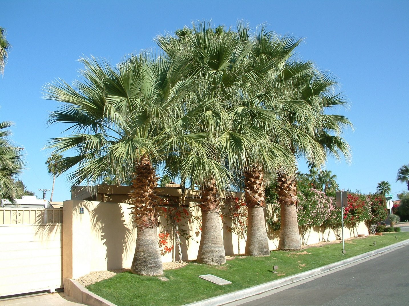 California Fan Palm 10 Seeds Washingtonia Filifera Free Shipping!