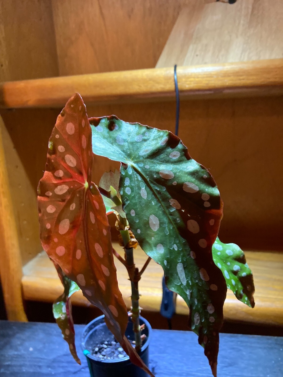 Begonia Maculata Polka Dot Begonia Live Potted House Plants Air Purifying