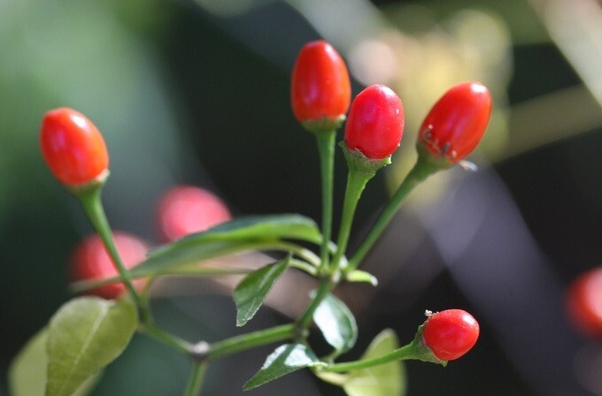 Chiltepin (Bird’s eye) Pepper Seeds – Heirlooms – 150.mg