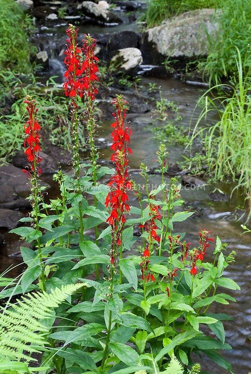 2 Cardinal Flower Lobelia cardinalis Pond/Marsh/Water plant~BARE ROOT NO FOLIAGE