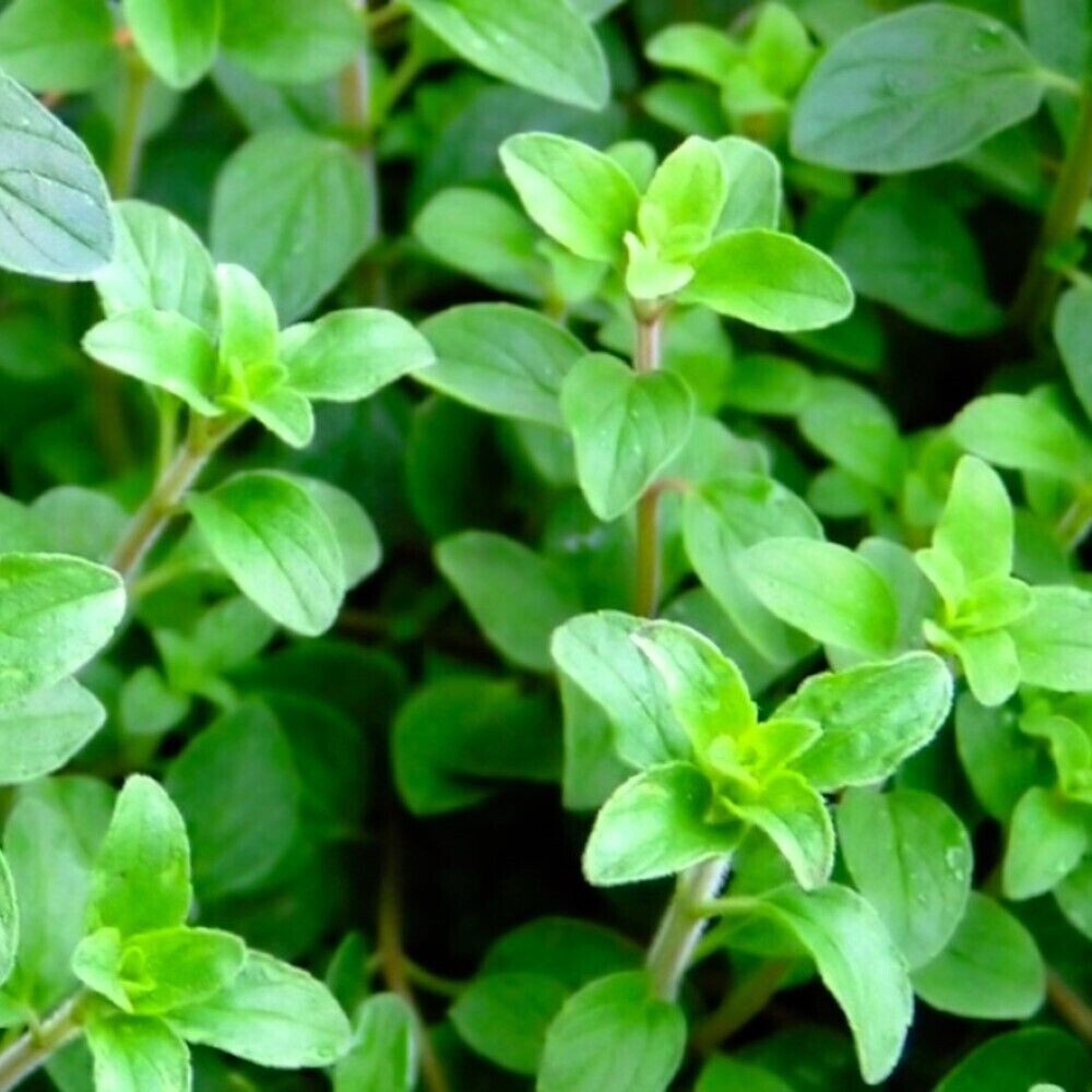 200 Organic Greek Oregano Seeds | NON-GMO | Heirloom, FREE SHIPPING
