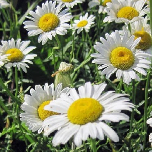 2,500+ Ox Eye Daisy Flower Seeds Perennial Chrysanthemum Lequcanthem Organic