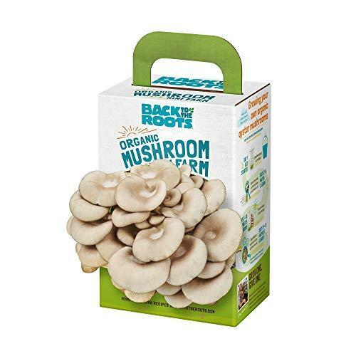 Back to the Roots Organic Mini Mushroom Grow Kit, Harvest Gourmet Oyster