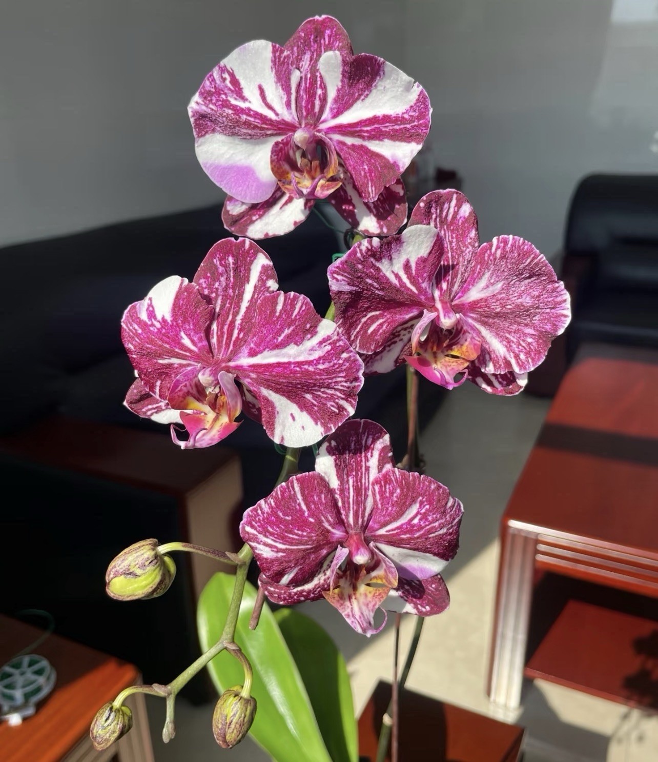 Phal. Miki Comet ‘3205’ , big flowers with splash pattern