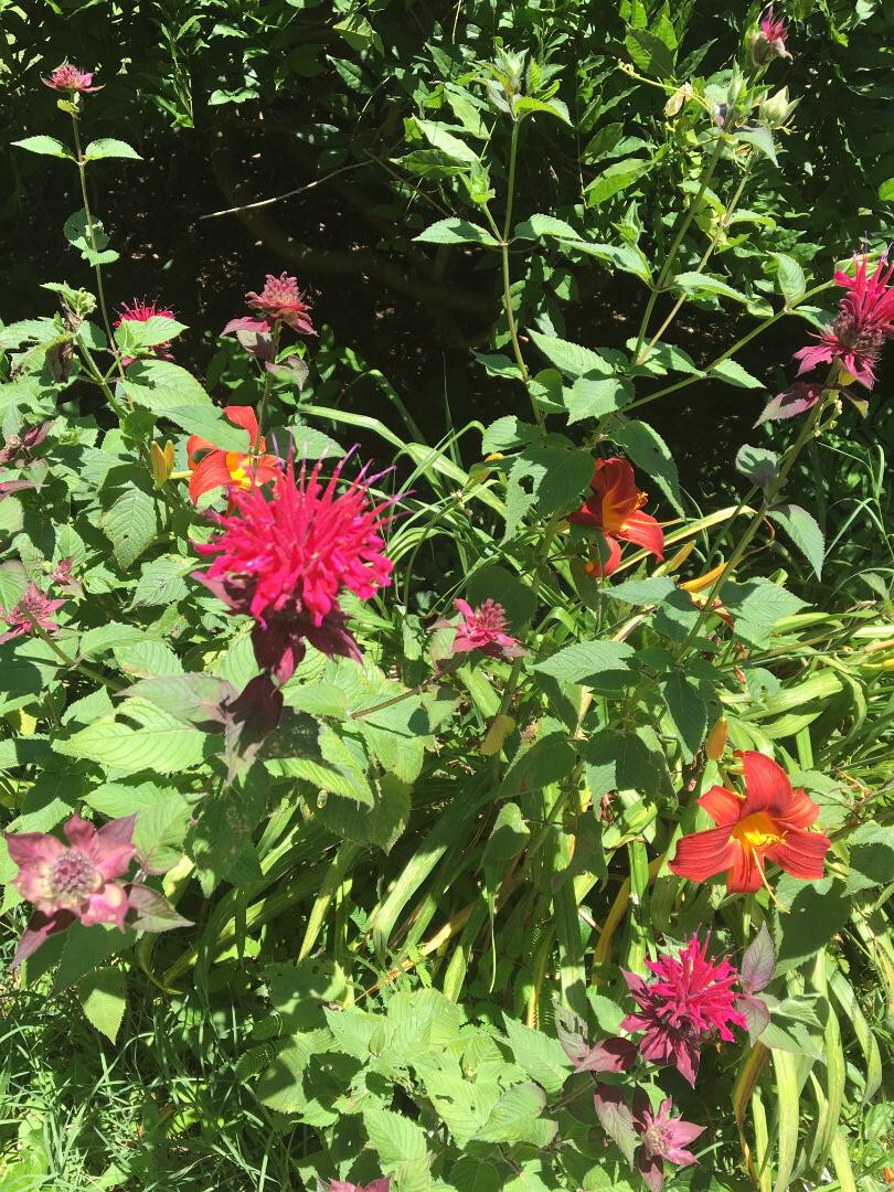 Red Monardo Bee Balm Flower 35 + Seeds USA Home Grown