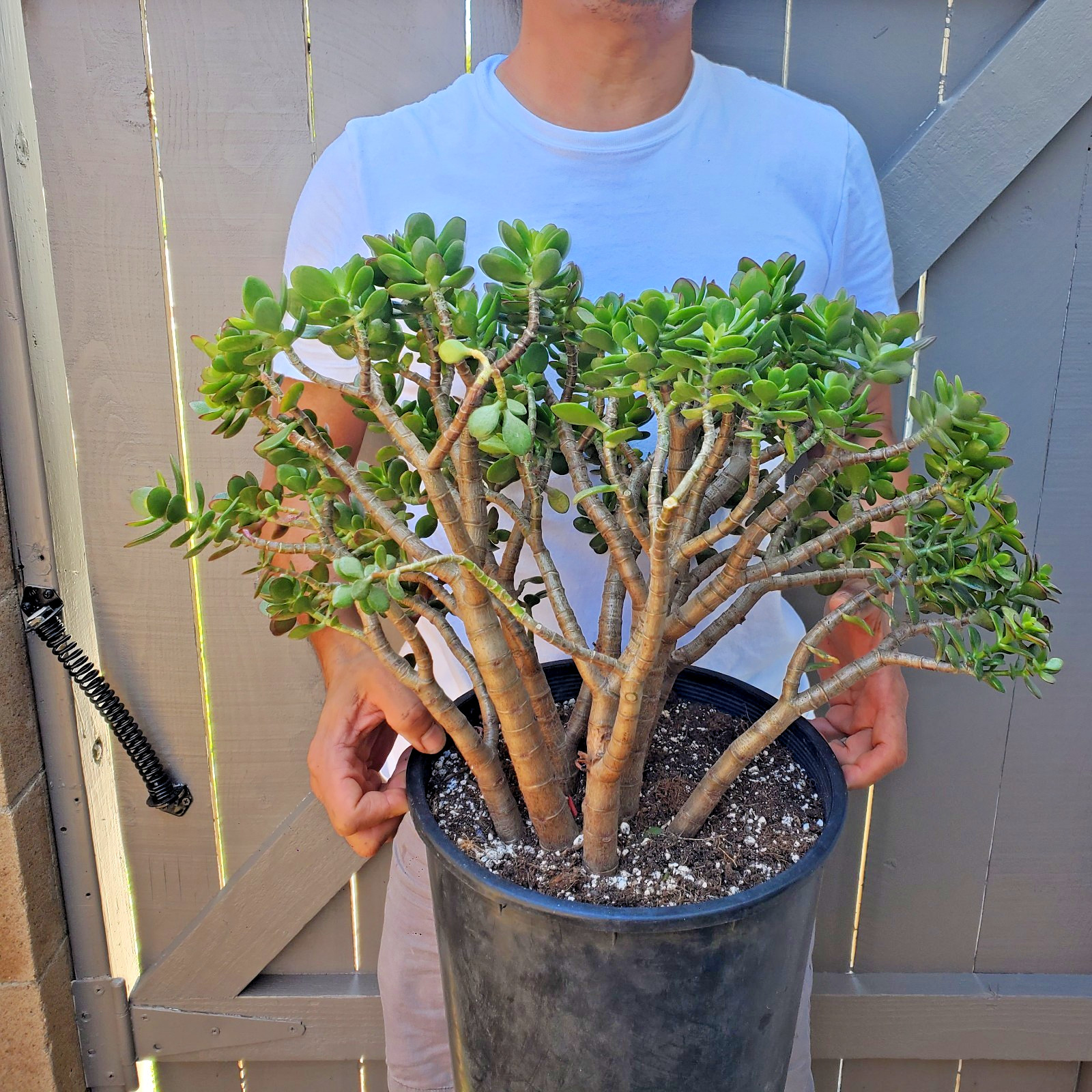 Jade Crassula Ovata Crossby Jade Succulent