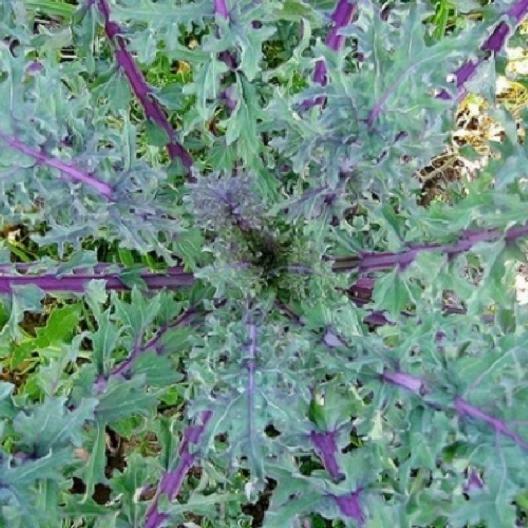 2000 RED RUSSIAN KALE SEEDS Brassica napus var. pabularia Free Shipping Non-GMO
