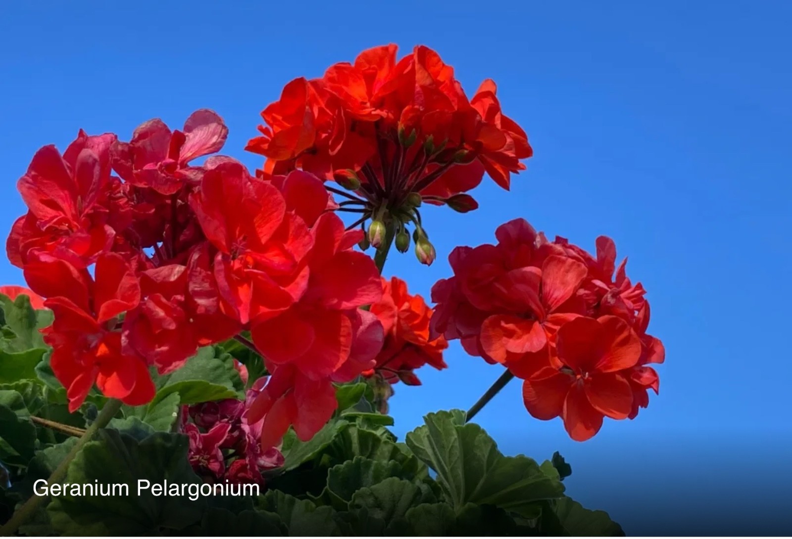 Deep Red geranium live plant