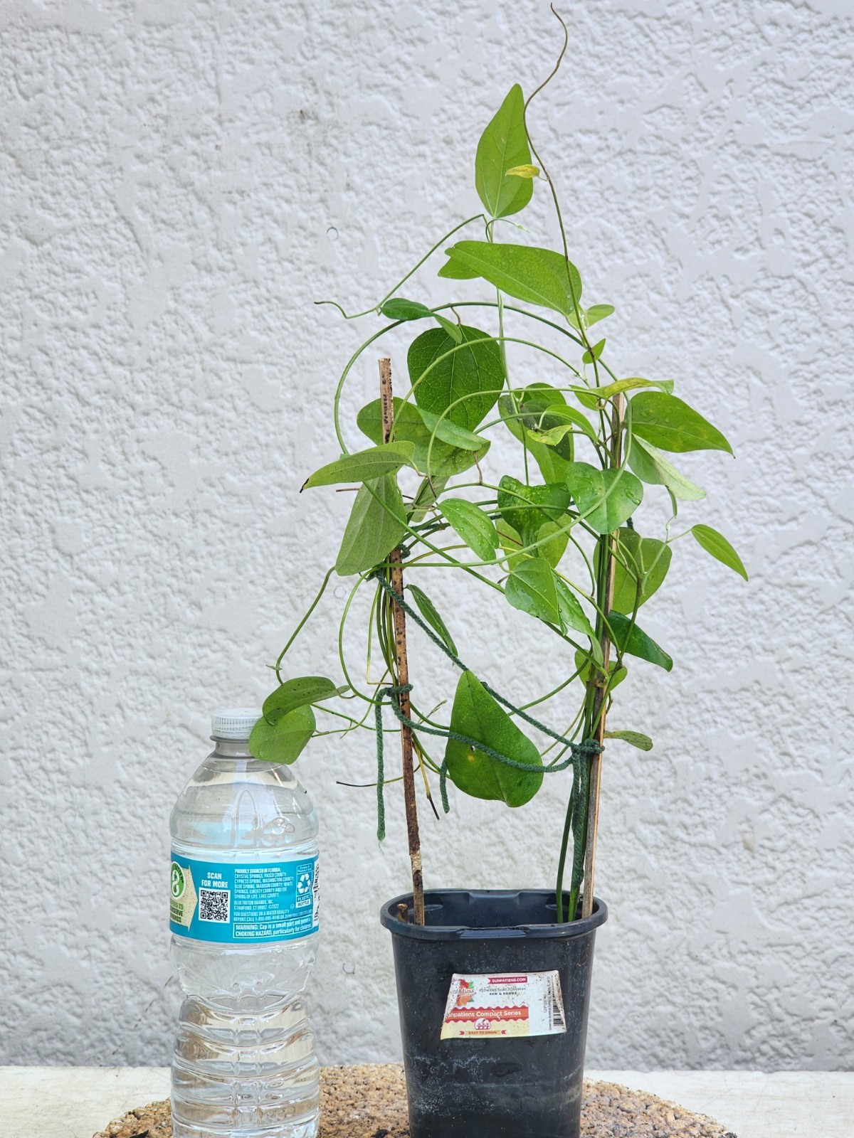 Sương Sâm Vine-Green Grass Jelly Plant 5”-10” Rare Tropical Herbal Vine Organic