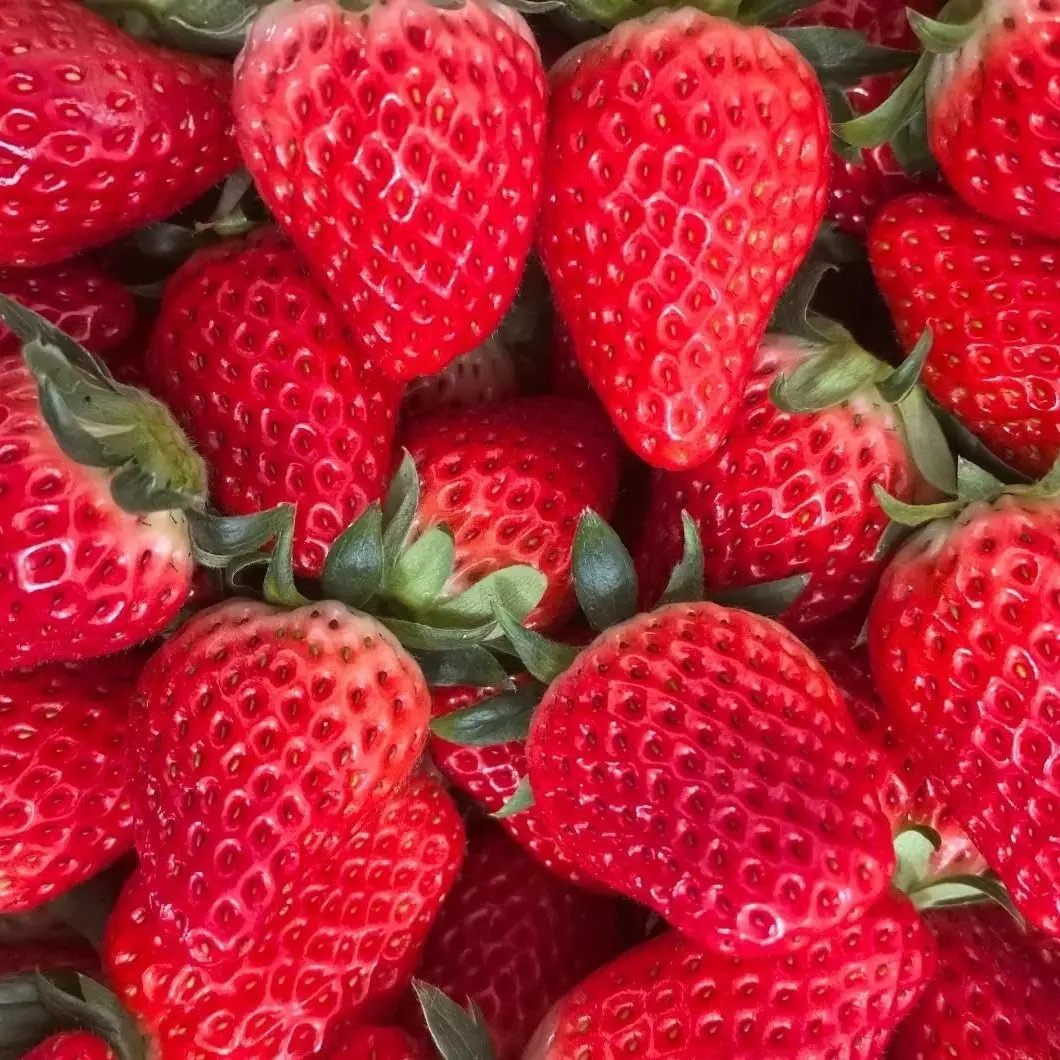 800+Pcs Strawberry Fruit Seeds for Planting Home Garden Outdoo